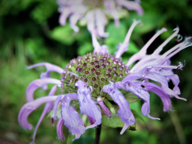 Herbal Medicine School School of Plant and Place Connection